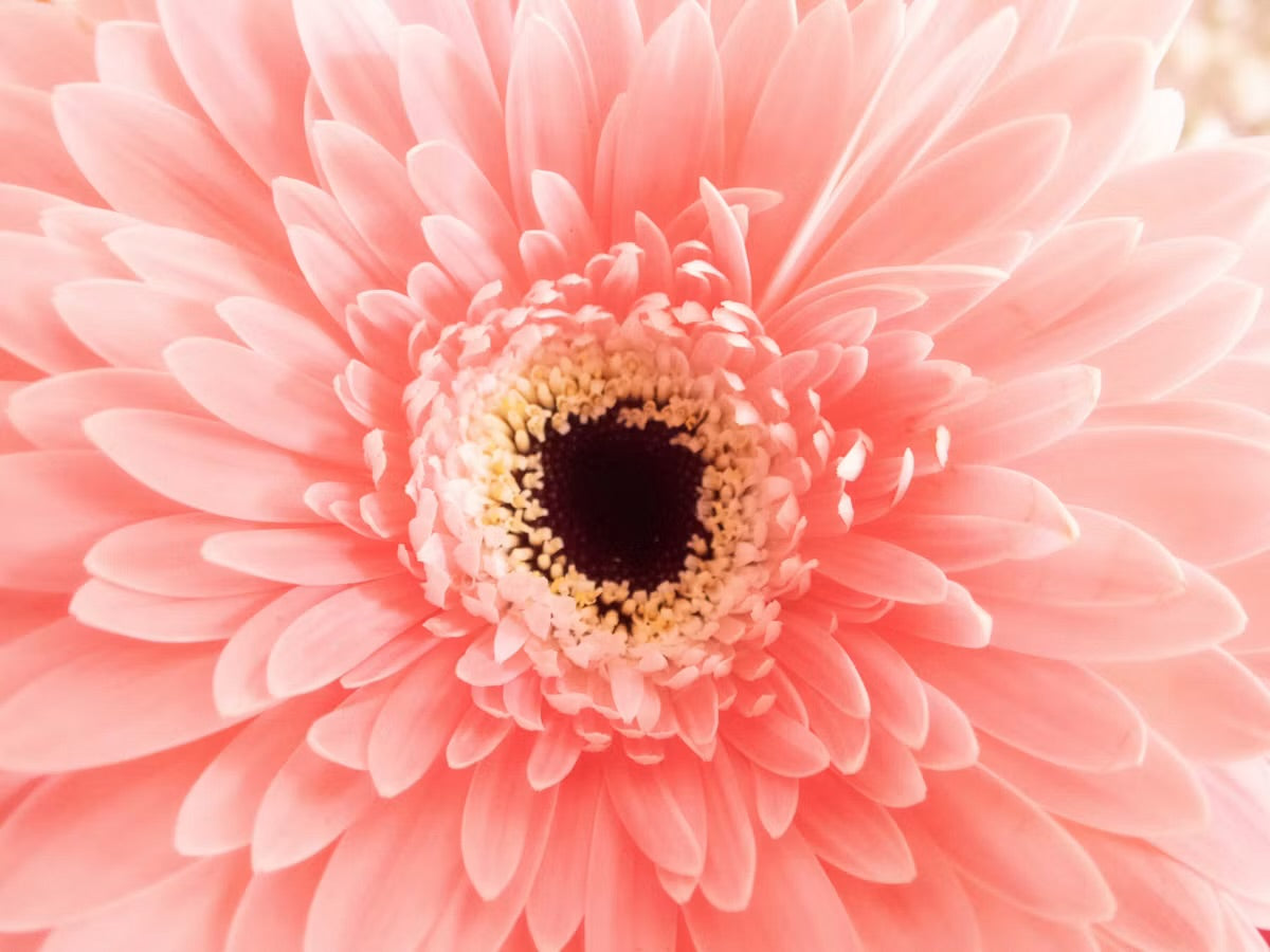 The Soft Healing Collection